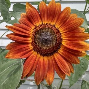 Meet your Posher, Becky